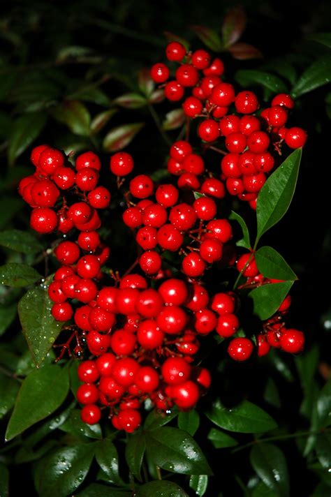 I Love This Shrub The Red Berries Are Great For Indoor Arrangements In