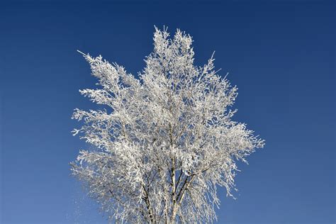 Free Images Landscape Tree Nature Branch Snow Winter Frost