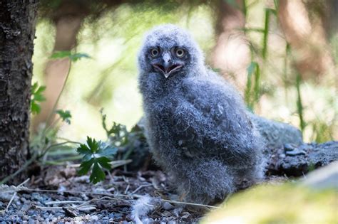 Snowy In August A Pair Of Snowy Owl Chicks Have Hatched