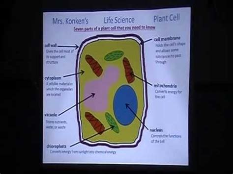 Animal adaptations 5th grade lesson. 5th grade animal and plant cells - YouTube
