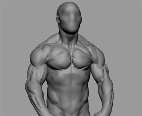 Male Torso Studies 3d Model In Anatomy 3dexport In 2020 Male Torso