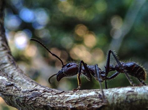 Bullet Ant Costa Rica Insects · Inaturalist