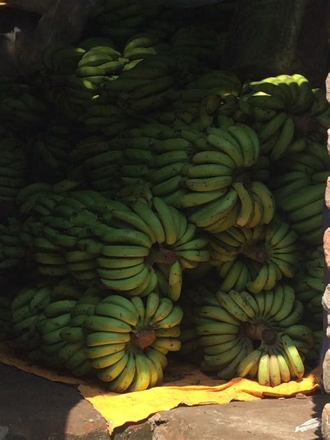 Are Our Beloved Bananas Really On The Brink Of Extinction Brightly