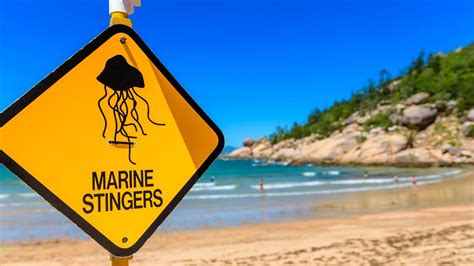 Man Hospitalised After Sting From Most Dangerous Jellyfish Queensland Times