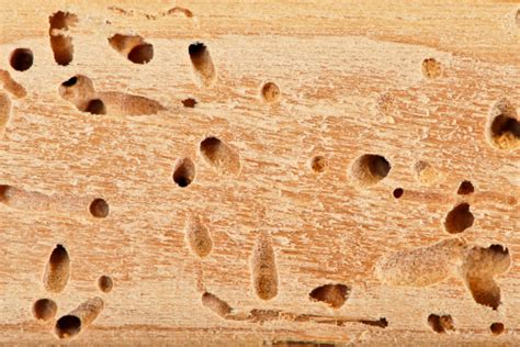Les termites du bois sec se déposent directement dans le bois, ne nécessitant aucun contact avec le sol ni avec l'humidité, car ils sont adaptés pour survivre dans les aliments secs sans source d'humidité supplémentaire. Termites dans le bois de mes combles : que faire ? - Rêve ...