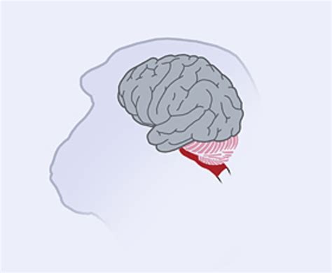 Das Gehirn Evolution Des Gehirns Geo