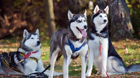 Siberian Husky Pet Health Insurance And Tips