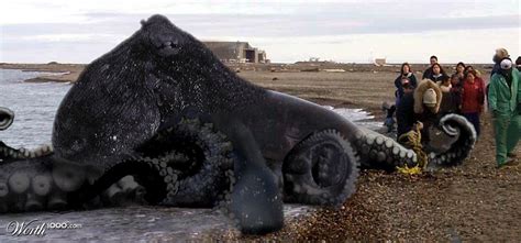 巨大なブラック・オクトパス Huge Black Octopus 13shoe・高野十座のブログ