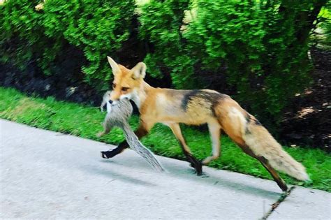 So, answering the question of what foxes eat can be more complicated than just meat and plants. Someone saw a fox eating a squirrel in Toronto