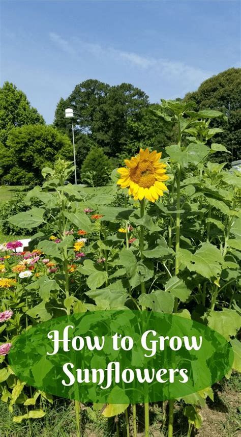 How To Grow Sunflowers Growing Sunflowers Growing Vegetables
