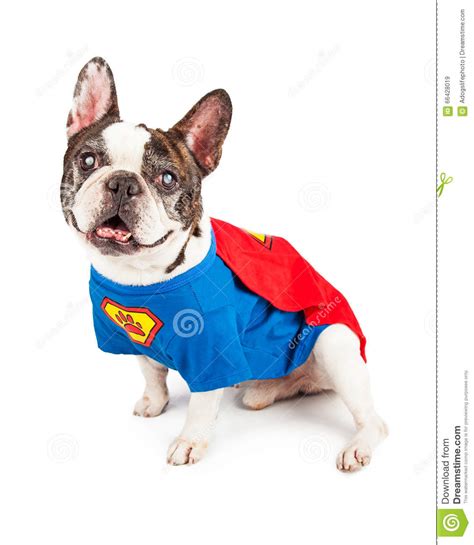 Bigeyedog puppy french bulldog clothing costume winter dog. French Bulldog Dog In Super Hero Costume Stock Image ...