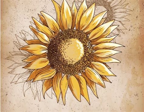 Retro Sunflower Illustration Vector Free Download