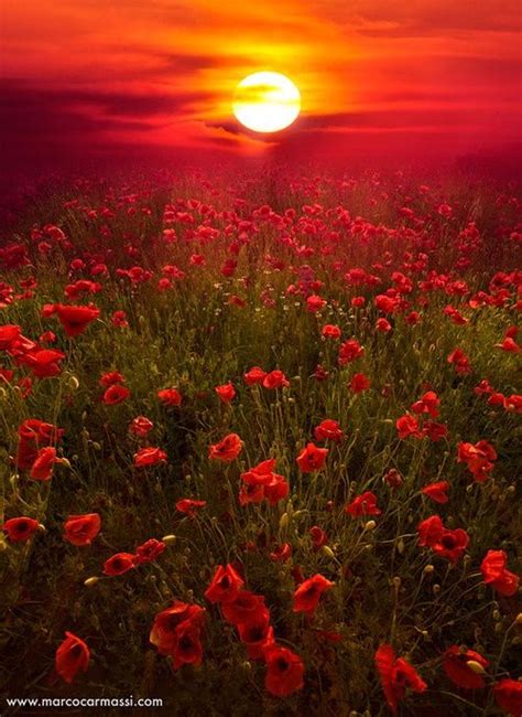 Sunset Poppies 500×686 Images For Flanders Fields Pinterest