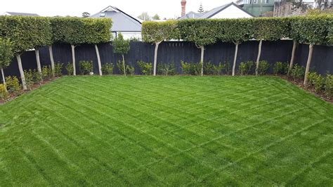 Tall Fescue Lawn From New Zealand Lawncare