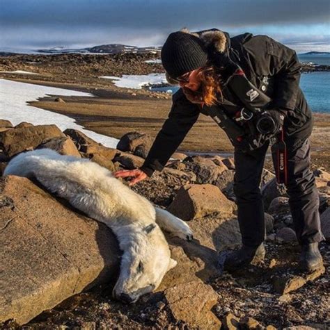 Shocking Photo Of Emaciated Polar Bear Goes Viral · Thejournalie