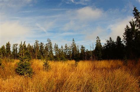 Landscape Moor Nature Reserve Free Photo On Pixabay Pixabay