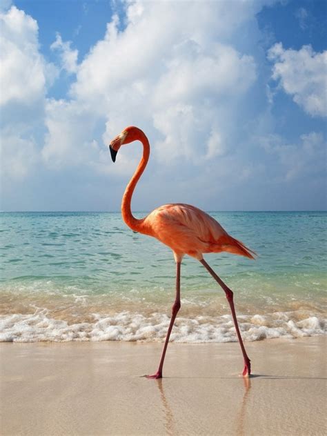 Free Download Pink Flamingo Photos Pink Flamingo Photos 1920x1080 For