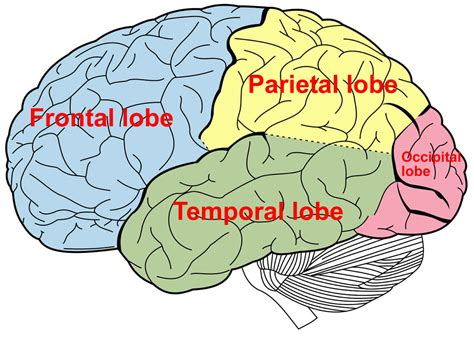 Temporal Lobe Of The Brain
