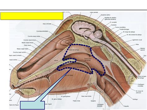 Anatomia do Sistema Respiratório Parte 2 Medicina Veterinária