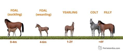 What Is A Baby Horse Called First Year And Predicted Height