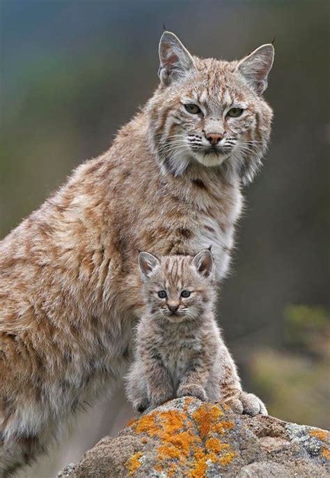 Bobcat Mom And Her Kitten Aww