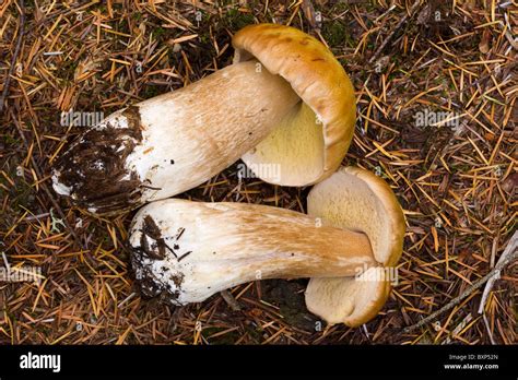 King Boletes Boletus Edulis Which Are Edible Mushrooms Found In