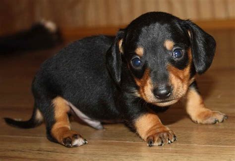 The scottish estate owners needed a dog that could retrieve birds either in water or on land because their hunting grounds had many ponds and marshes. Dachshund Puppies Wichita Ks | PETSIDI