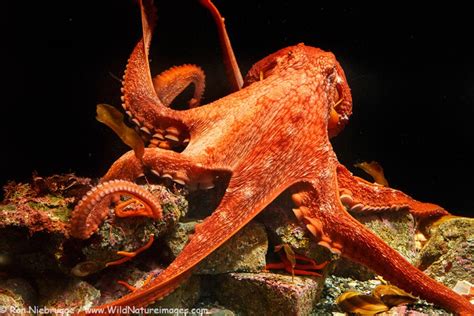 Giant Pacific Octopus Photo Blog Niebrugge Images