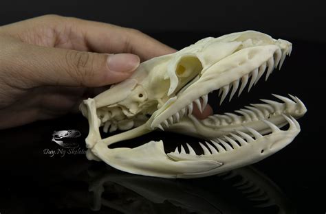 Real Huge Python Skull 11 Cm Snake Articulation Taxidermy Etsy