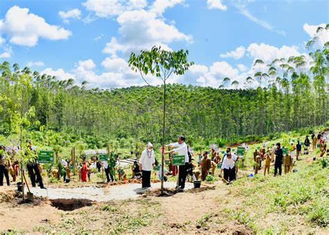Mengembalikan Hutan Hujan Tropis Kalimantan Dari Titik Nol Ikn