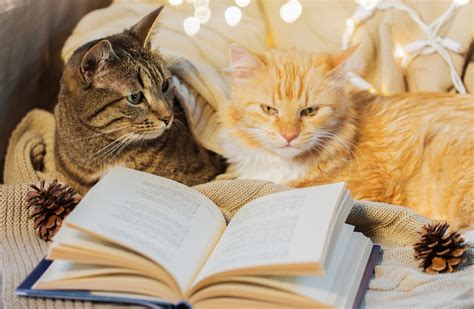 Cats Reading Books