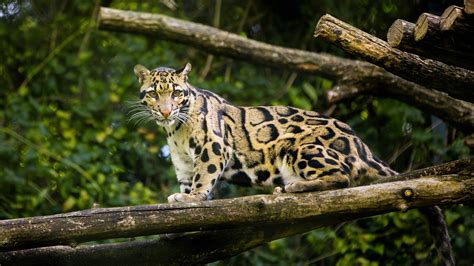 Clouded Leopard Wallpapers Wallpaper Cave