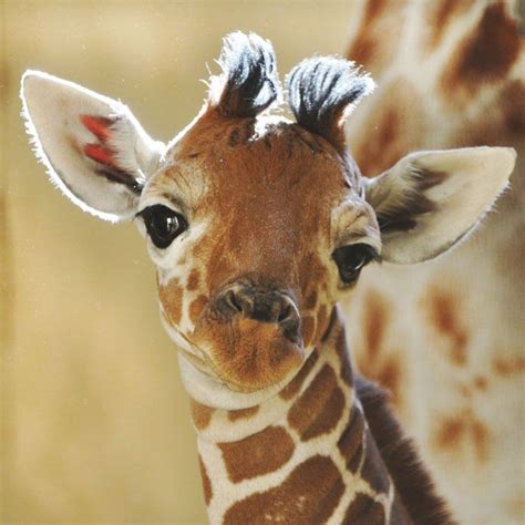 Baby Giraffe Im So Cute My Mom Wont Let Me Outside Til