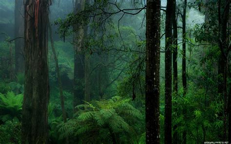 Rain Forest Wallpaper 62 Images