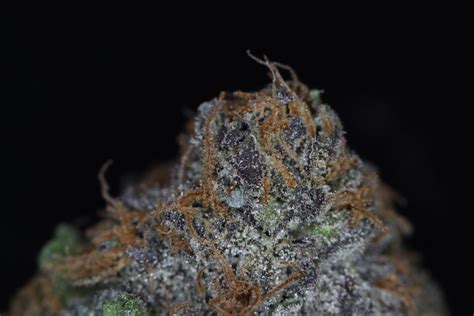King County Cannabis Deep Purple