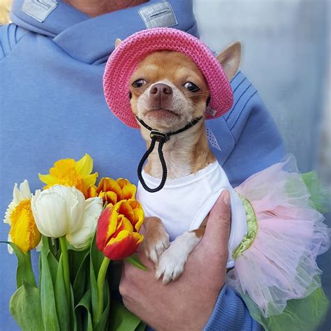 16 Pictures That Prove Chihuahuas Are Perfect Weirdos Page 2 Of 6