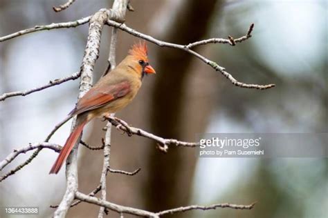 Female Cardinal Bird Photos And Premium High Res Pictures Getty Images
