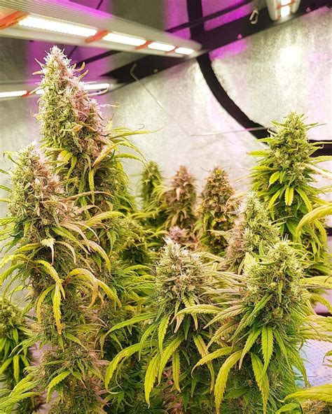 Top 5 Northern Lights Seeds In South Africa Cannabis Buddy