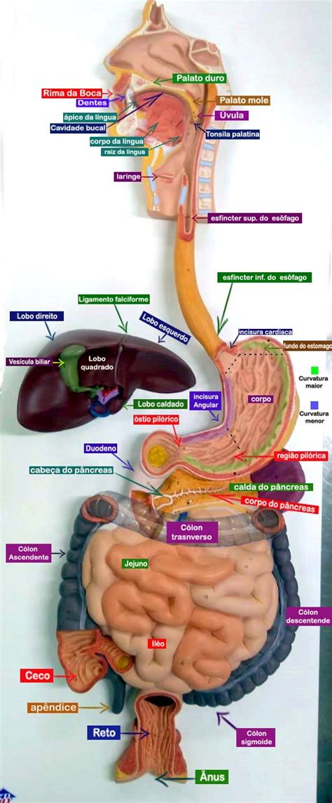 Anatomia Sistemica Pr Tica Sistema Digestivo Anatomia Sist Mica