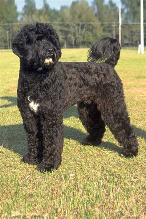 Portuguese Water Dog Dog Breed Information Portuguese Water Dog