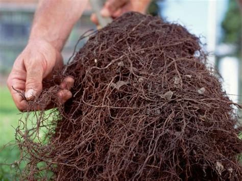 I will never forget what being shipped bare. Q&A: Potted Orange Tree Sheds Fruit | Potting soil, Soil ...