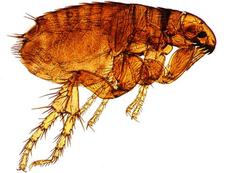 Do Fleas Carry Diseases To Dogs