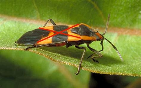 Order Hemiptera Suborder Heteroptera Ent 425 General Entomology