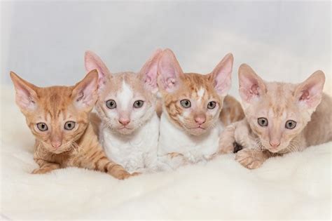 (if a location isn't listed, no listings have been submitted for that location yet). Cornish Rex Cat Breeders and Information