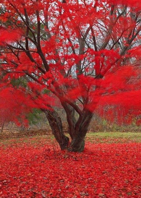 Beautiful Red Fall Memolition
