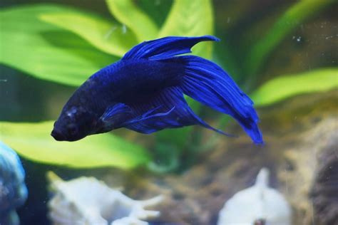 Veiltail Betta Fish Male And Female Care Guide Fishlab