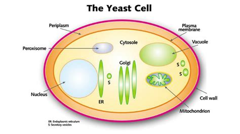 Where Is The Yeast Cell Located Or Found By Jack Myers
