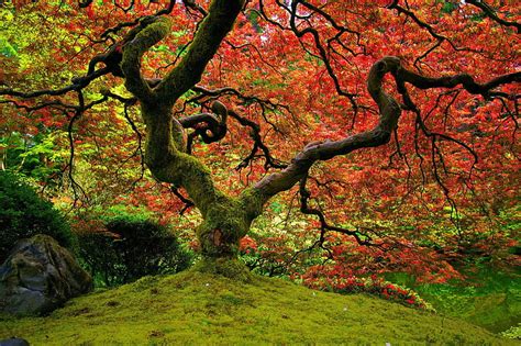Red Leaves Tree Red Nature Maple Japanese Garden Hd Wallpaper