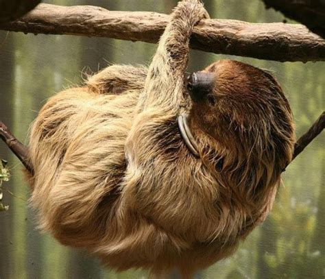 Free Download Sloth Wallpaper 2044x1110 For Your Desktop Mobile