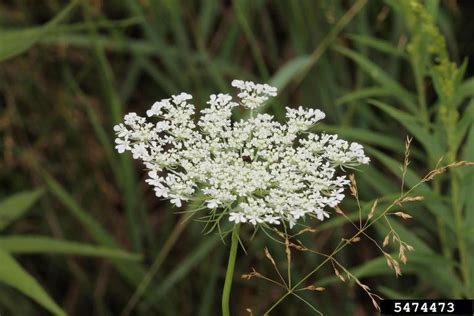 Queen Anne S Lace Wild Carrot Daucus Carota